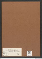 Syndendrium diadema Ehr. (de-Toni-Nr.: Genus 153, Species 4207) Zeichnungen Sammlung Grunow Mappe 04207 (Herbarium_W_Grunow_drawings_Folder_04207)